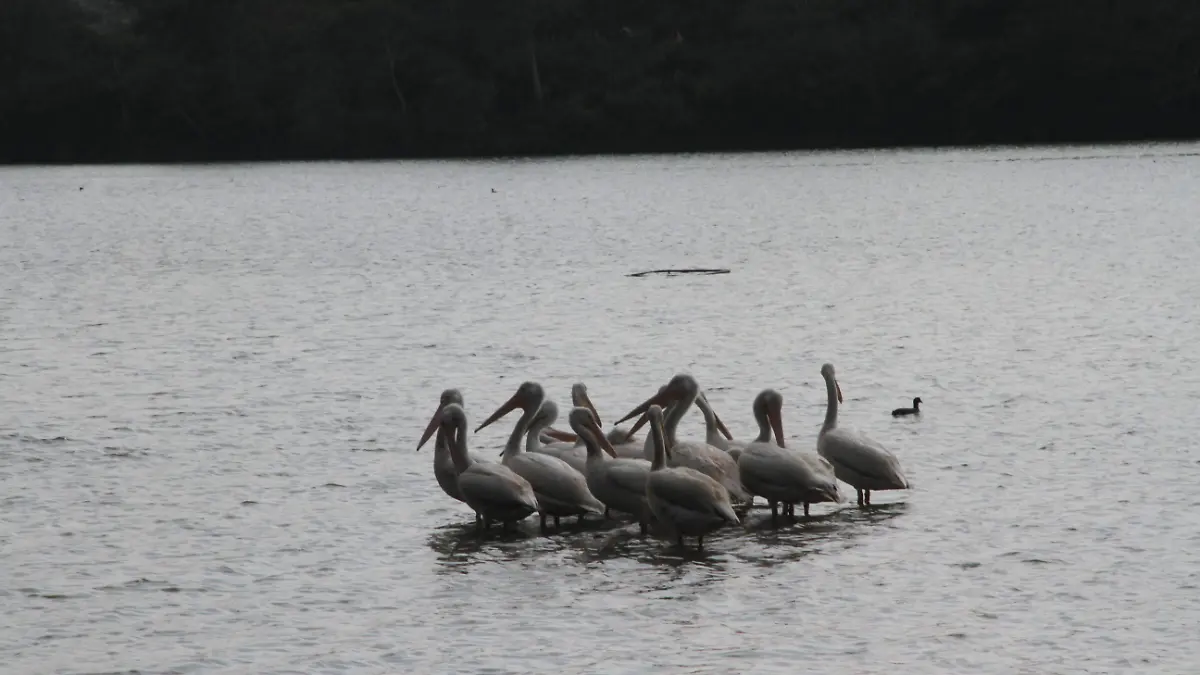 JE270120241192Pelicanos-Laguna del Castillo